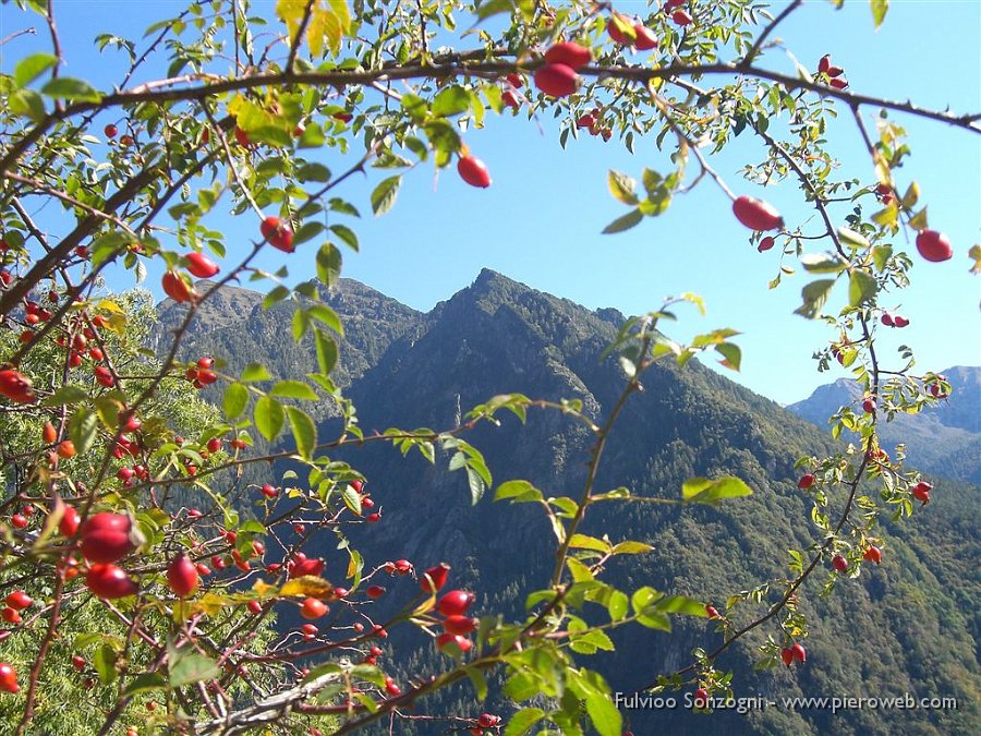 Pusdosso 06.jpg - Scorcio colorato di bacche rosse